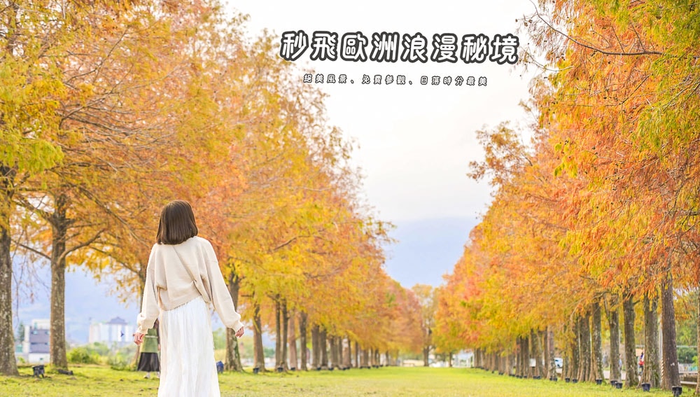 三星落羽松秘境